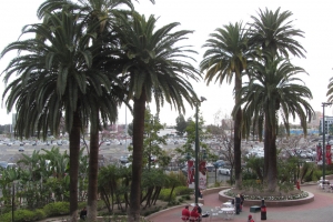 Palm Trees outside Angel Stadium